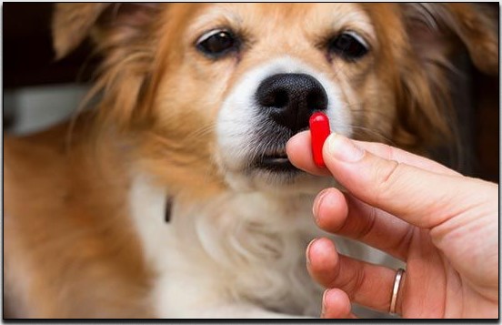 Rekomendasi Obat Anjing Berak Darah Dan Muntah-Muntah Paling Umum
